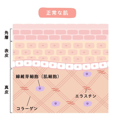 糖化（AG E化）していないコラーゲン画像