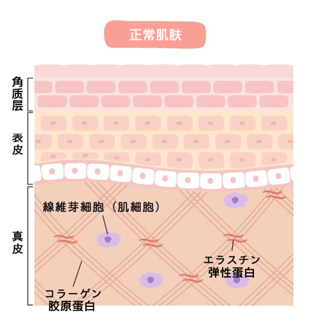 未糖化（未AGE化）胶原蛋白